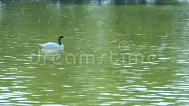 黑脖子的白天鹅漂浮在池塘里